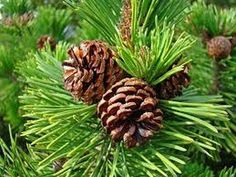 some pine cones are hanging from a tree