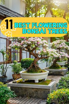 Flowering Bonsai Trees Bonsai Cherry Tree, Bonsai Azalea, Cherry Bonsai, Cherry Blossom Bonsai Tree, Flowering Bonsai, Garden Bonsai Tree, Bougainvillea Bonsai, Bonsai Fruit Tree, Flowering Bonsai Tree