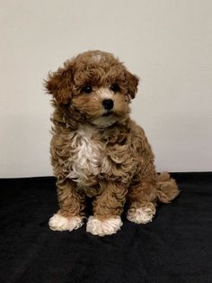 a small brown and white dog sitting on top of a black table next to a wall