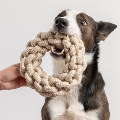 a dog holding a large rope in its mouth with it's tongue sticking out