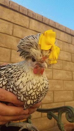 a person holding a chicken with a yellow bow on its head