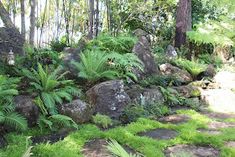 a garden with rocks, ferns and other plants on the ground in front of some trees