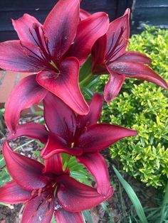 red flowers are blooming in the garden