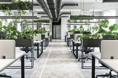 an office filled with lots of desks covered in plants