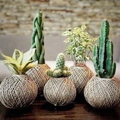 three succulents are wrapped in twine and placed on a table next to each other