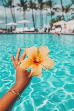 a person's hand holding a flower in front of a swimming pool with palm trees