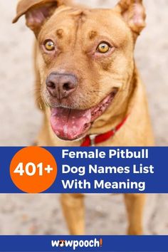 a brown dog with his tongue out and the words, most popular pitbull names