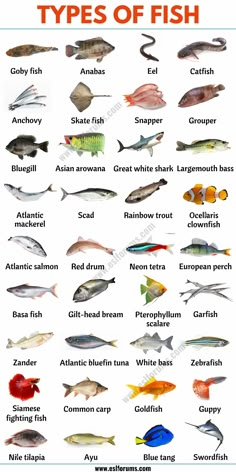 an image of different types of fish