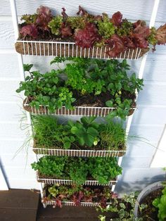 a vertical herb garden with plants growing in it