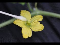 a yellow flower that is growing out of the ground