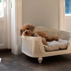 a brown dog laying on top of a white bed next to a window in a room