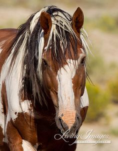 a brown and white horse standing on top of a grass covered field