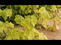 green leaves are growing on the ground