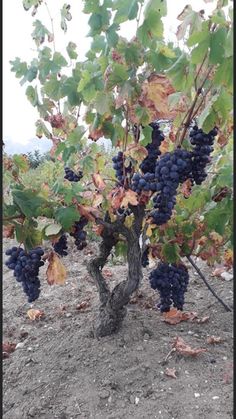 the grapes are growing on the vine in the field