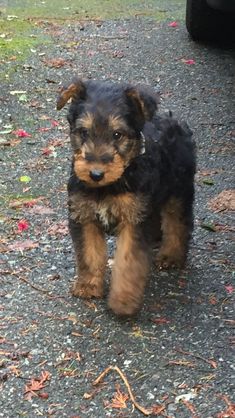 a small black and brown dog walking across a gravel road