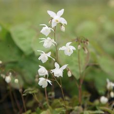 small white flowers are growing in the grass