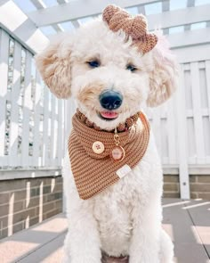 a small white dog wearing a sweater and bow tie