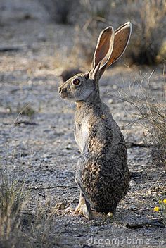 a rabbit sitting in the middle of a dirt field