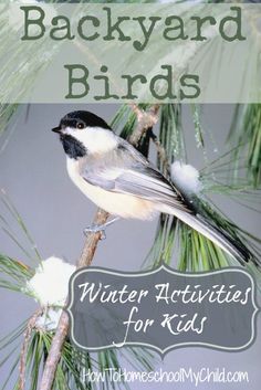 a bird sitting on top of a pine tree branch with the words backyard birds winter activities for kids