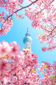 the tv tower is surrounded by pink flowers