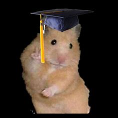 a hamster with a graduation cap on its head is sitting in front of a black background