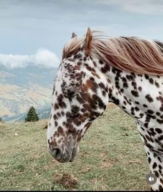 a brown and white spotted horse standing on top of a grass covered field with mountains in the background