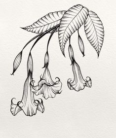 an ink drawing of flowers and leaves with the words angel's trumpet