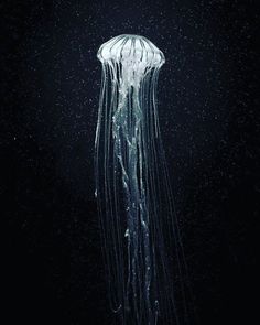 a jellyfish floating in the water at night