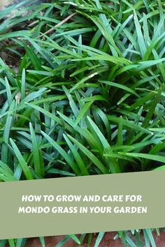 How To Grow And Care For Mondo Grass In Your Garden Stunning Landscaping, Creative Borders, Ophiopogon Japonicus, Grass Pavers, Black Mondo Grass, Beautiful Borders, Light Purple Flowers, Blue Fruits, Green Lawn