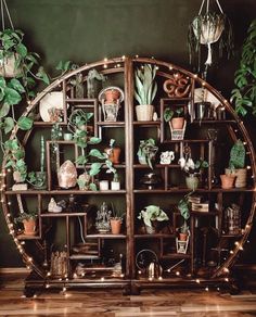 a shelf filled with potted plants on top of a wooden floor