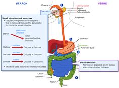 Activity: Guided Notes-Digestion and Absorption | Introductory Nutrition The Unit, Quick Saves