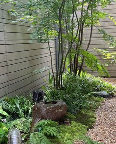 a garden with rocks, ferns and trees in the middle of it's back yard