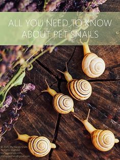 four snails on a piece of wood with the words, all you need to know about pet snails