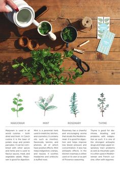 the website is designed to look like it has many different plants and herbs on it