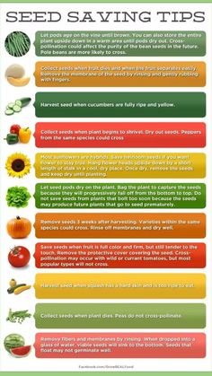 seed saving tips poster with vegetables and fruits