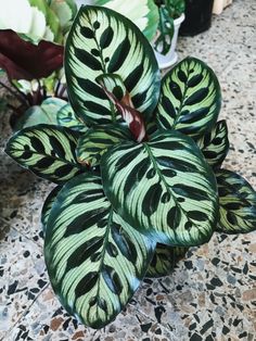 a green and black plant sitting on top of a table