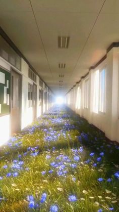 an empty hallway with blue flowers in the grass