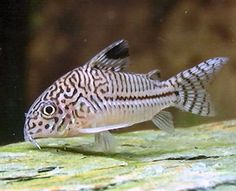 a close up of a fish in an aquarium