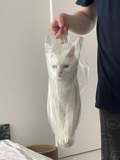 a white cat in a plastic bag being held by a man