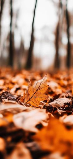 a leaf laying on the ground in front of some trees