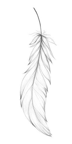 a black and white drawing of a single feather on a white background, the feathers are long