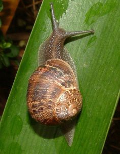 a snail crawling on top of a green leaf