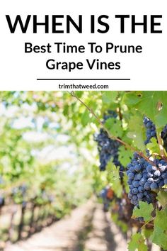 Wine has taken the world by storm. Hasn’t it? Wine has always been one of my favorite beverages. At one point in time, I decided to grow my grape vineyard to enjoy the taste of wine throughout the year. But pruning the grape vineyard requires a lot of dedication and technique. Keeping this in mind, I have curated this blog on when is the best time to prune grape vines to help you make the right decision. Small Fruit Trees, Fruit Trees Backyard, Wine Vine, Fruit Tree Garden, Grape Tree, Grape Vineyard, Grape Plant