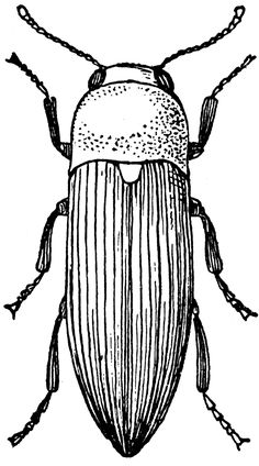 an insect with long legs and large antennae, vintage line drawing or engraving