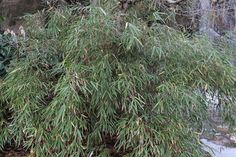 a small tree with lots of green leaves