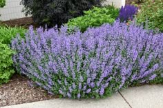 purple flowers are growing in the front yard