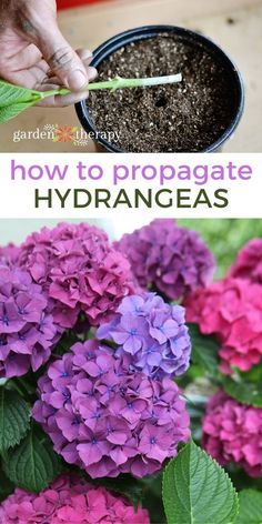 how to propagate hydrangeas in the garden