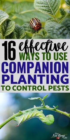 the words 16 effective ways to use companion plants to control pests