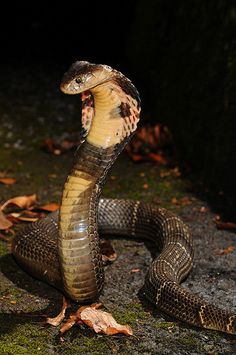 a brown and black snake on the ground