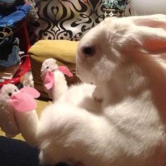 a white bunny is laying on its back with two stuffed animals in it's lap